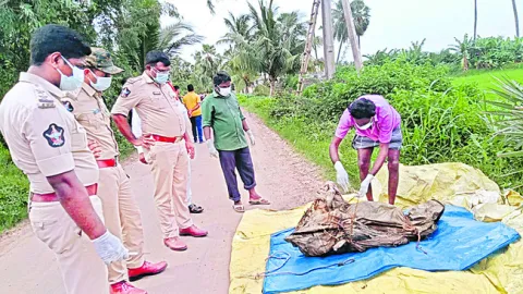 యూరియ