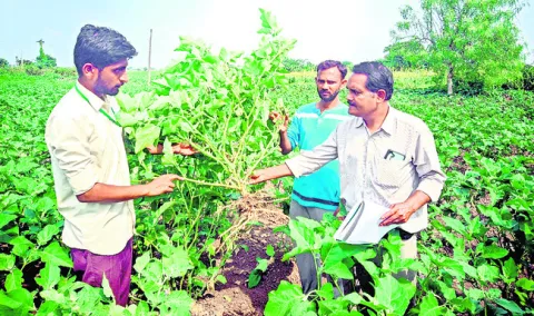 పోలూరు వంకాయకు త్వరలో దేశవ్యాప్త గుర్తింపు 
