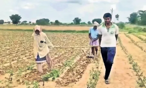 Farmer Uses His Children For Field Work In Kadapa Amid Labour Shortage
