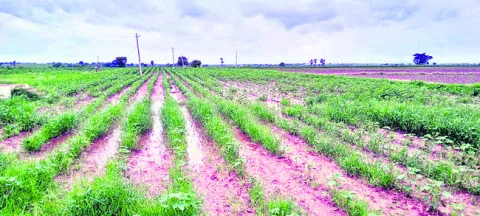 పత్తిని దెబ్బతీసిన వాన