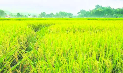 ఎరువు