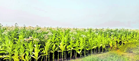 పొగాక