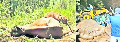 తల్లి ఏనుగు కోసం గున్న ఏనుగు ఆరాటం