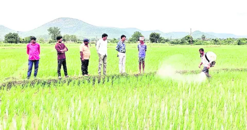 నానో యూరియాతో మెరుగైన ఫలితాలు