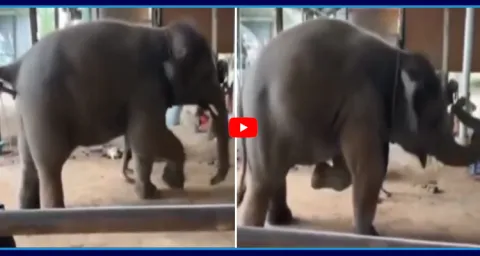 Viral Video A Baby Elephant Dance Steps In Guruvayur Temple Kerala 1