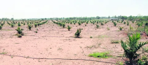 విస్త