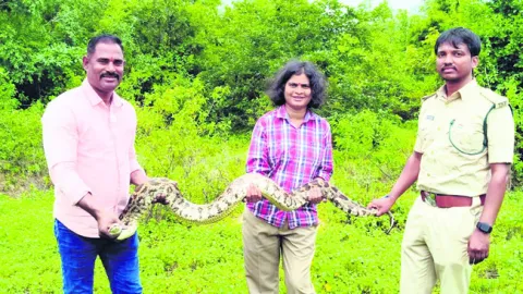 భారీ కొండచిలువ పట్టివేత 