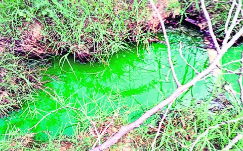 నాలుగు ఆవులు మృతి 