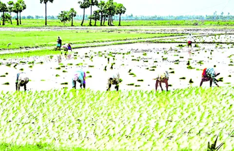 సాగు పనుల్లో అన్నదాతలు