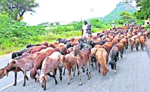 జీవాలకు వ్యాక్సినేషన్‌