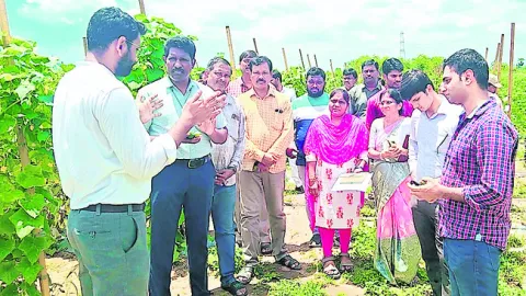 కూరగాయల సాగుతో అదనపు ఆదాయం