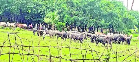 పాఠశాల పక్కనే పశువుల అక్రమ రవాణా