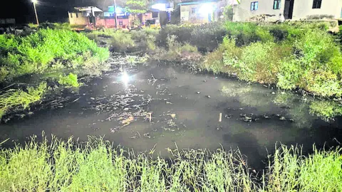 డెంగీ