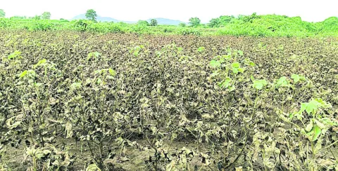 పరిహా