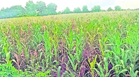 పీసు 