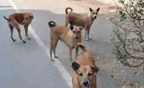 Dog Attacks In Khammam District