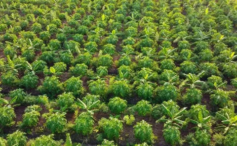 Sagubadi Palekar Five layer farming Training and net income of Rs. 3 lakhs annually
