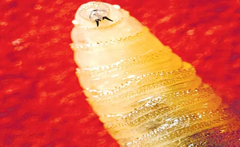 A Maryland resident is diagnosed with screwworm
