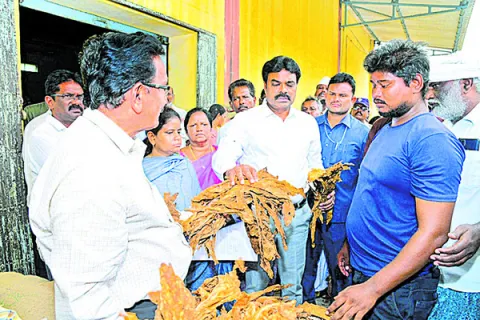 ప్రభుత్వం నిర్దేశించిన ధరలకు పొగాకు కొనుగోలు 
