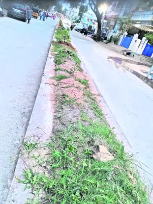 పచ్చదనం కనుమరుగు! 
