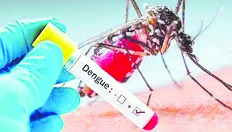 డెంగీ కలవరం!