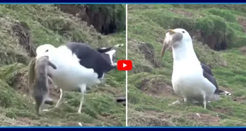 Seagull Swallows Live Rabbit In Shocking Viral Video 2
