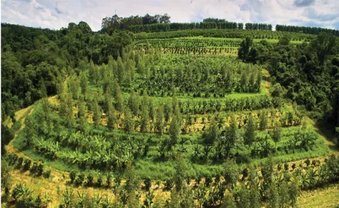About agroforestry system combination of agriculture and forestry