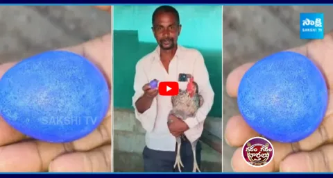 Hen Lays Blue Colored Egg 1