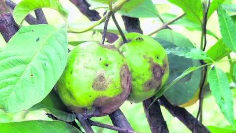 ఉద్యా