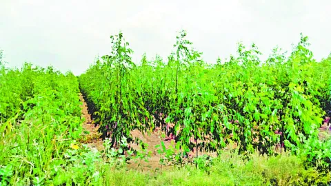 జామ్‌..జామ్‌ జామాయిల్‌!