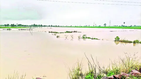 జిల్ల