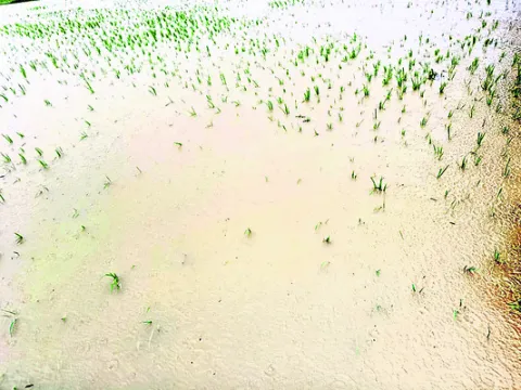 మునిగిన పంటలు
