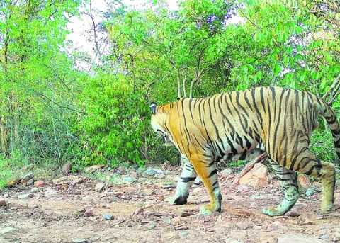 అదిగో