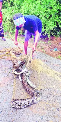 వలకు చిక్కిన కొండచిలువ