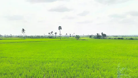 51 % సాగు 