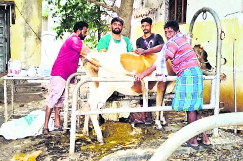 చూడి 