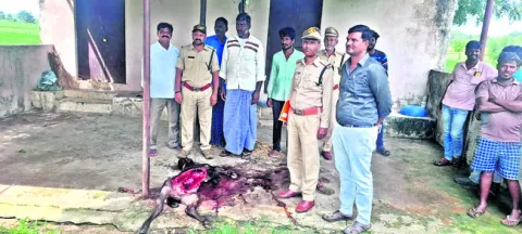 వేర్వ