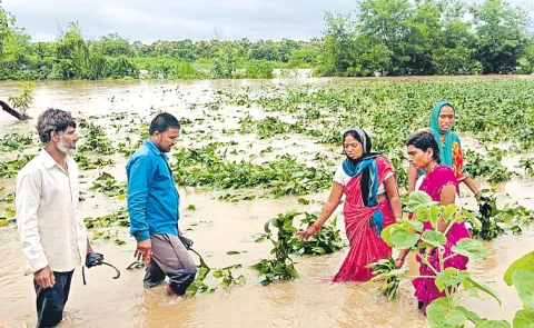 Rains damage crops in 2. 50 lakh acres across Telangana