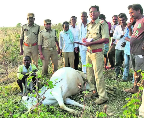  Forest officials inspect a bull that died in a tiger attack in Kautala (File Photo)