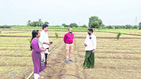 పొగాకు నారుమడికి రిజిస్ట్రేషన్‌ తప్పనిసరి
