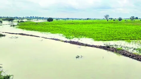 సర్వే