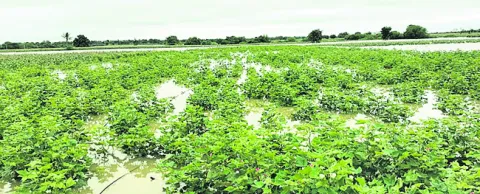 గోదావరి ముంచింది 
