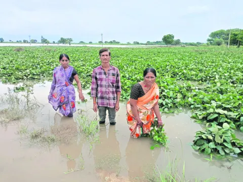 పంటలన