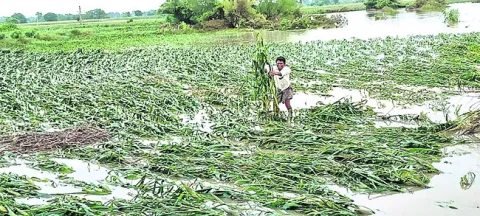 పంట న