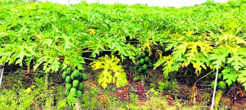 వ్యాప