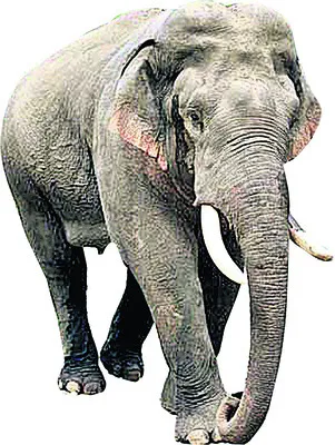 గజగజ