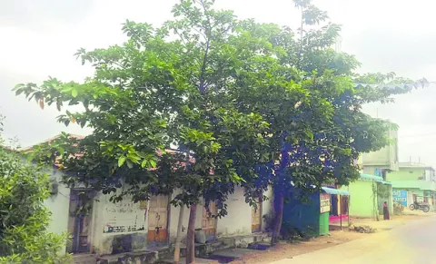 వికసి