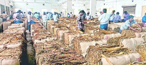 నిలకడగా పొగాకు ధర