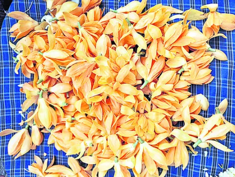 చందన 
