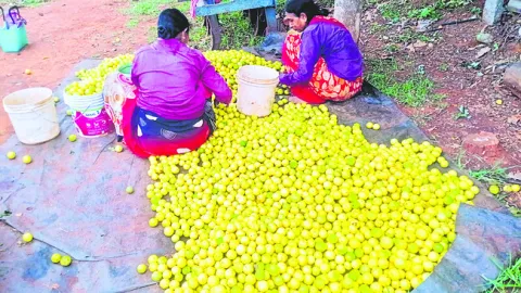 నిమ్మ